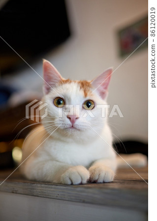 cat lying down on wooden table looking at camera. 86120019