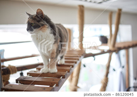 cat ruddy closeup on a wooden ladder, a pole, a hammock. 86120045