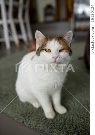 cat, lying on the rug, at home. Shelter for pets. Diseases, treatment of pedigree cats. 86120124