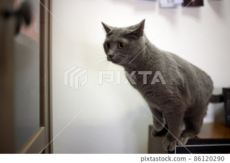 cat lying down on wooden table looking at camera. cat lying down on wooden table looking at camera. 86120290