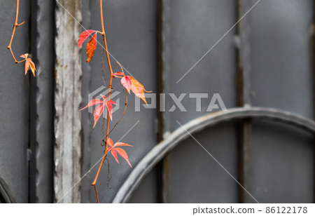 Autumn red leaves of girlish grape on gray metal gate with forging elements Autumn red leaves of girlish grape on gray metal gate with forging elements 86122178