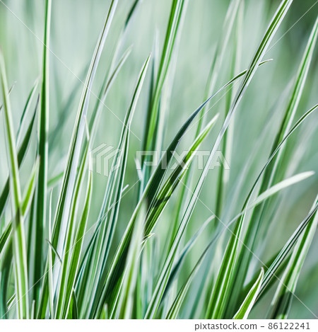 Decorative green and white striped grass. Arrhenatherum elatius bulbosum variegatum. Soft focus. Natural background. Decorative green and white striped grass. Arrhenatherum elatius bulbosum variegatum. Soft focus. Natural background. 86122241