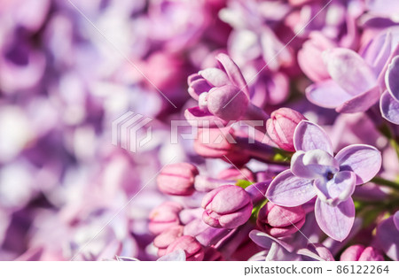 Abstract floral background, blooming branch, purple terry Lilac flower petals. Macro flowers backdrop for holiday brand design. Soft focus 86122264