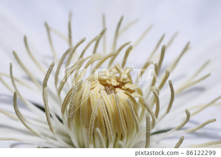 Botanical concept, invitation card - Soft focus, abstract floral background, white Clematis Asagasumi flower. Macro flowers backdrop for holiday brand design 86122299
