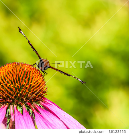Beautiful colored European Peacock butterfly, Inachis io, Aglais io, on purple flower Echinacea in a sunny summer garden. Beautiful colored European Peacock butterfly, Inachis io, Aglais io, on purple flower Echinacea in a sunny summer garden. 86122333