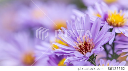 Beautiful blue flowers Sapphire Mist.Aster dumosus in autumn garden Beautiful blue flowers Sapphire Mist.Aster dumosus in autumn garden 86122362