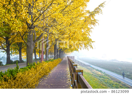 Ginkgo Path along Gokgyocheon Stream in Asan, Chungcheongnam-do Ginkgo Path along Gokgyocheon Stream in Asan, Chungcheongnam-do 86123099
