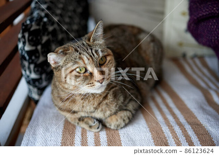 cat with stripes sits on the couch and looks directly at the camera. 86123624