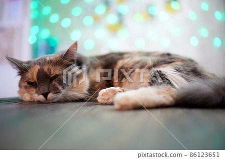 cat lying down on wooden table looking at camera. 86123651
