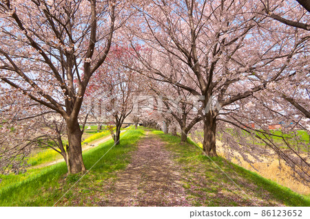 盛開的櫻花隧道、京都隱藏櫻花名勝的桂川和天神川的sewritei無人值守。 86123652