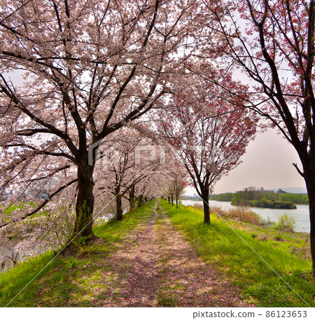 盛開的櫻花隧道，京都隱藏櫻花的名勝桂川和天神川的sewritei 86123653