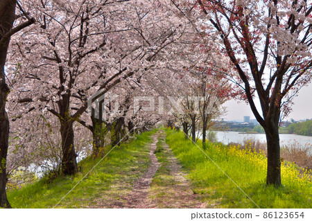 盛開的櫻花隧道，京都隱藏櫻花的名勝桂川和天神川的sewritei 86123654