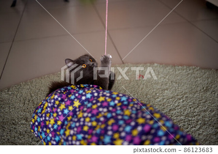 The kitten plays with a rope on a wooden stick. 86123683