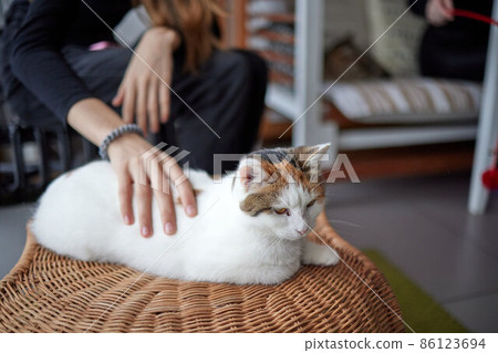 Close up of a cute sleeping kitty-cat in the woman's hands. Woman stroking her lovely little pet. Indoor. 86123694