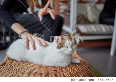 Close up of a cute sleeping kitty-cat in the woman's hands. Woman stroking her lovely little pet. Indoor. 86123697