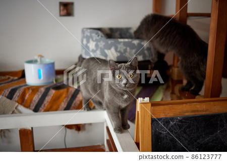 A furry striped cat sits on a chair and tries to hit someone with a clawed paw. A furry striped cat sits on a chair and tries to hit someone with a clawed paw. 86123777
