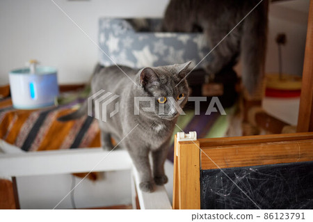 A furry striped cat sits on a chair and tries to hit someone with a clawed paw. 86123791