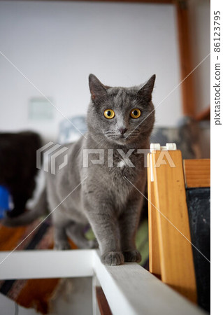 A furry striped cat sits on a chair and tries to hit someone with a clawed paw. 86123795