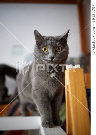 A furry striped cat sits on a chair and tries to hit someone with a clawed paw. 86123797