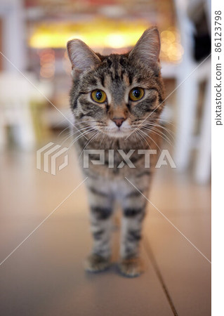 Cat with stripes, European cat, in beautiful apartment. 86123798