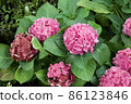 Pink hydrangea flower blooming in spring and summer. 86123846
