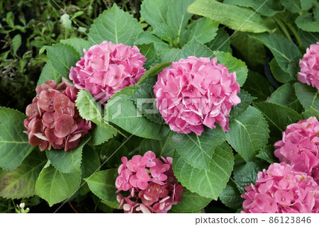 Pink hydrangea flower blooming in spring and summer. Pink hydrangea flower blooming in spring and summer. 86123846