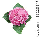 Nice pink hydrangea flower. 86123847