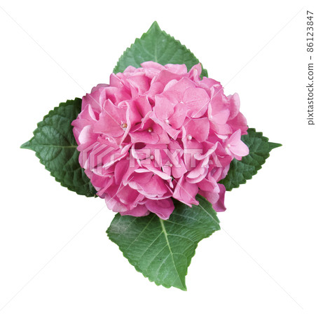 Nice pink hydrangea flower. Nice pink hydrangea flower. 86123847