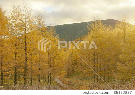 Small diameter of Takamine Kogen larch forest dyed yellow Ver2 Small diameter of Takamine Kogen larch forest dyed yellow Ver2 86123887
