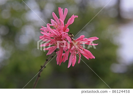 雪花和菊花 86124458