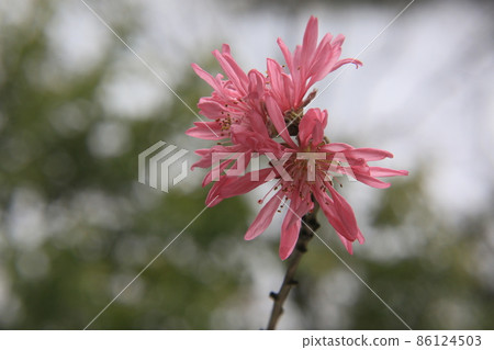 雪花和菊花 86124503