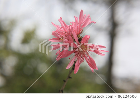 雪花和菊花 86124506