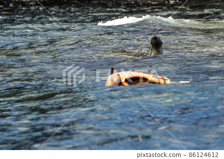 Snorkeling swimming with california sea lion los cabos cortez sea Snorkeling swimming with california sea lion los cabos cortez sea 86124612