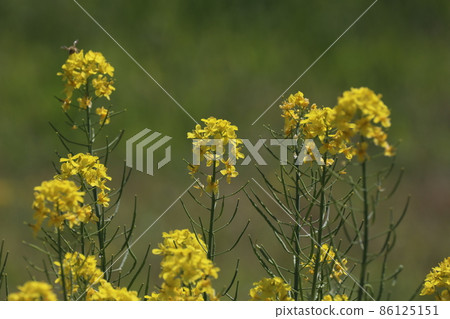 Rape blossoms 86125151