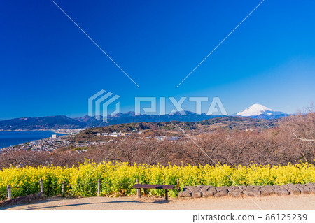 (Kanagawa Prefecture) Ninomiya Town, Azumayama Park, Mt. Fuji over the rape field (Kanagawa Prefecture) Ninomiya Town, Azumayama Park, Mt. Fuji over the rape field 86125239