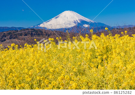 (Kanagawa Prefecture) Ninomiya Town, Azumayama Park, Mt. Fuji over the rape field (Kanagawa Prefecture) Ninomiya Town, Azumayama Park, Mt. Fuji over the rape field 86125282