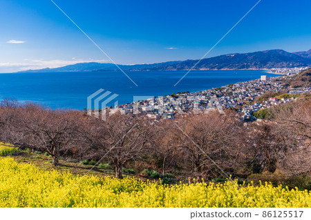 (神奈川縣)二宮町,吾妻山公園,油菜田上,小田原方向 (神奈川縣)二宮町,吾妻山公園,油菜田上,小田原方向 86125517
