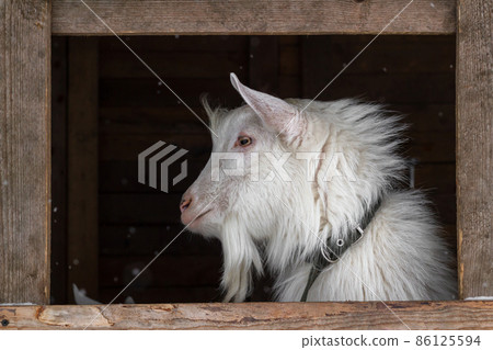 A white goat of the Zaanen breed on a dark background in a wooden frame. A window in the barn, a place for text. Concept: lifestyle, home farm, goat breeding, animal husbandry, ecological product. 86125594