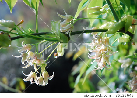 Ikuko的花 86125645