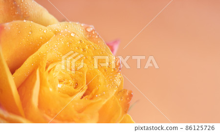 Macro shot of orange rose flower head. Macro shot of orange rose flower head. 86125726