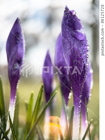 Macrophoto of purple spring crocuses in the early morning with dew outdoor.. Macrophoto of purple spring crocuses in the early morning with dew outdoor.. 86125728