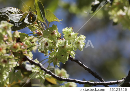 Sakura Mika Yellow 86125826