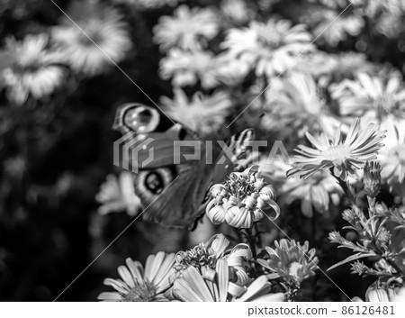 Photography to theme beautiful black butterfly Monarch Photography to theme beautiful black butterfly Monarch 86126481