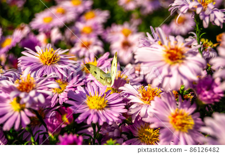 Photography to theme beautiful black butterfly Monarch Photography to theme beautiful black butterfly Monarch 86126482