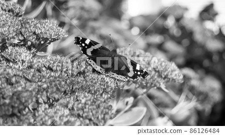 Photography to theme beautiful black butterfly Monarch Photography to theme beautiful black butterfly Monarch 86126484