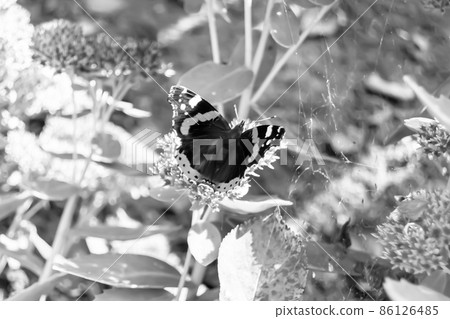 Photography to theme beautiful black butterfly Monarch Photography to theme beautiful black butterfly Monarch 86126485