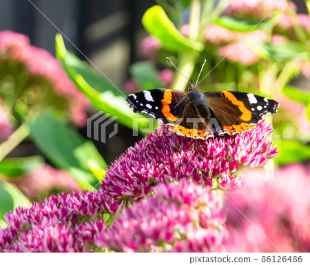 Photography to theme beautiful black butterfly Monarch 86126486