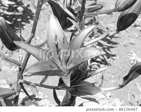 Bouquet wildflowers lily blooming in garden 86126487