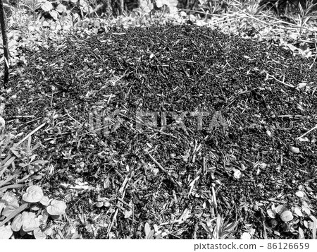 Big beautiful forest anthill in wild small ants 86126659