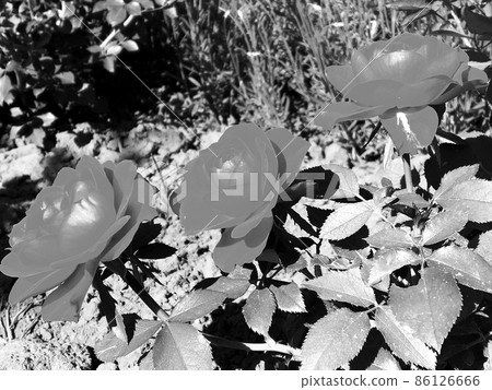 Bouquet wildflowers prickly rose blooming in garden Bouquet wildflowers prickly rose blooming in garden 86126666